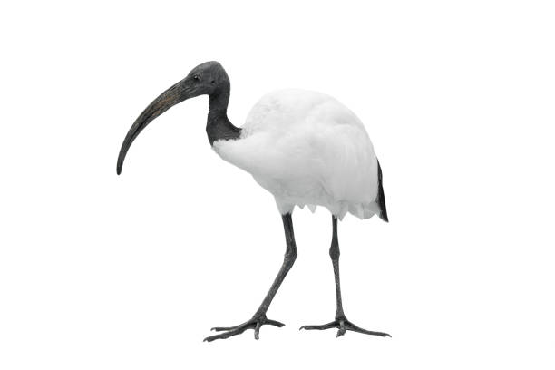istock african sacred ibis isolated on white 1195989282