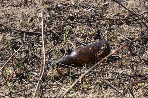 istock An empty glass charred bottle is lying on grass that has been baked out. Ecological catastrophy. Spring tan green cover. Danger of fire. The destruction of life and pollution. Problems of civilization 1195992971