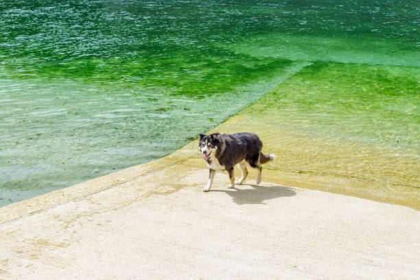 border collie restant sur la cale de plage - boat launch photos et images de collection