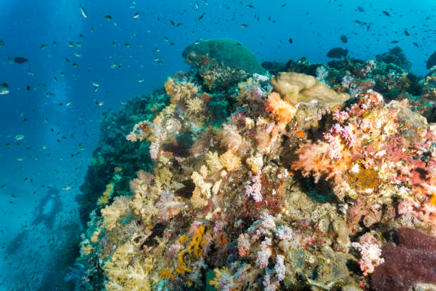 istock Scuba diver on underwater vibrant coral reef 1195996703