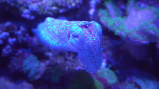 Broadclub cuttlefish under Neon light