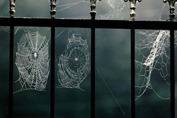 halloween, horror, suspense. moonlight. spider web in dew drops on the fence of a cemetery or grave. - cross spider imagens e fotografias de stock