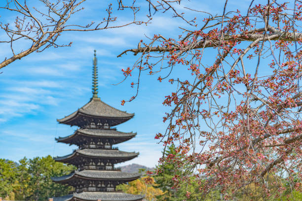 Nara, Nara, Japan - April 16 2019 : Five storied pagoda and Cherry tree of the Kofukuji Temple. Kofuku-ji has its origin as a temple that was established in 669. It is a Buddhist temple that was once one of the powerful Seven Great Temples in the city of Nara, Japan.