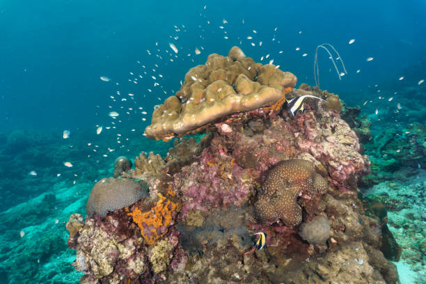 istock Underwater Porites coral reef 1195997992