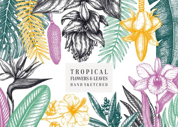 Tropical fora vector design Tropical paradise frame design. With hand drawn exotic flowers and palm leaves sketches. Tropical wedding invitation or card template.  Exotic plants vintage background. Vector botanical illustration. banana borders stock illustrations