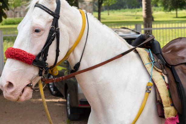 Horse used to carry horse carriages