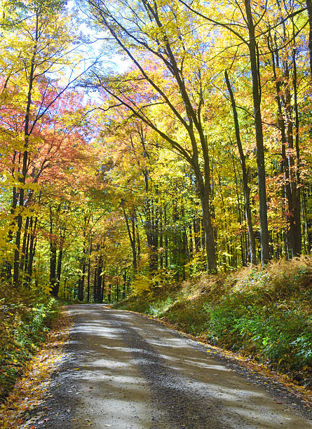 istock dirt road through an autumn forest 119600353