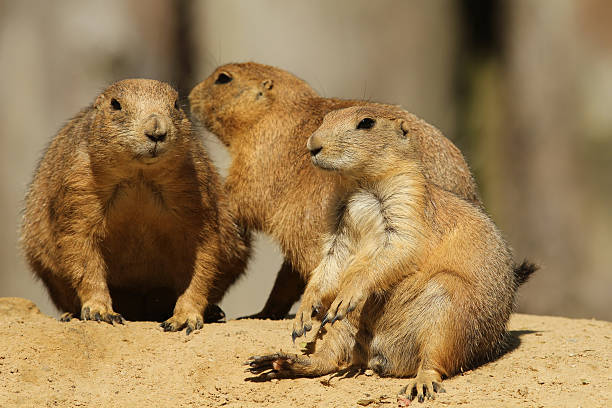 istock Group of prairie dog 119600356