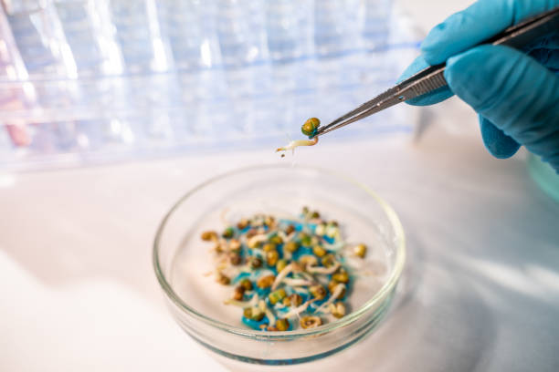 istock Scientist testing GMO plant in laboratory - biotechnology and GMO concept 1196004433