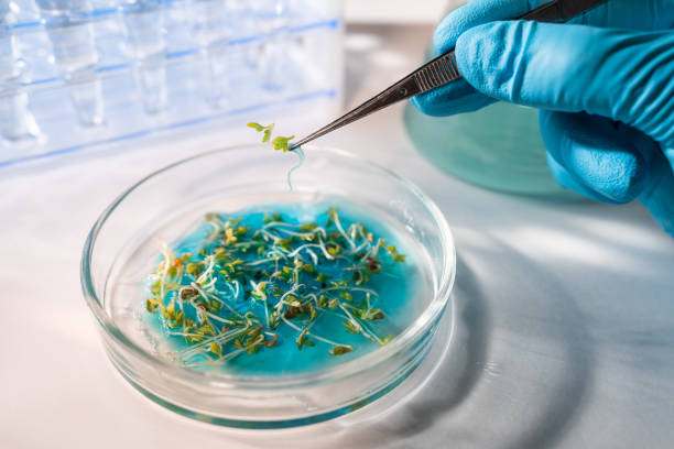 istock Scientist working with gmo plants and seeds in biological laboratory. 1196004455