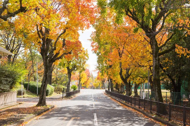 istock Suita city in autumn 1196005417