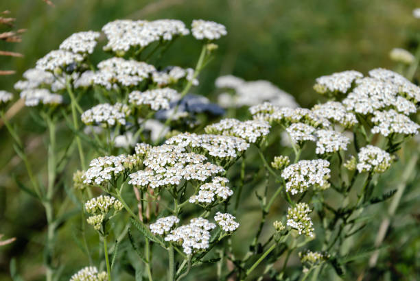istock meadow grass, field yarrow blooms with white flowers 1196006529
