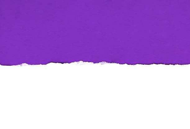 istock White paper with torn edges isolated with a bright violet color paper background inside. Good soft smooth paper texture. 1196007528