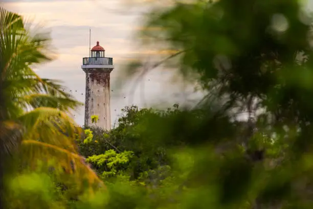 Photo of The old lighthouse of Puducherry, South India seen through a group of trees with birds flying by