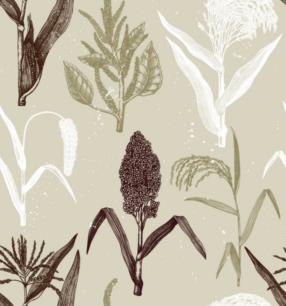 High detailed cereal crops background. High detailed cereal crops background. Gluten free plants seamless pattern. Vector vegetables drawing in engraved style. Hand drawn vegetarian food objects. Great for packaging, menu, label. amaranth leaves stock illustrations