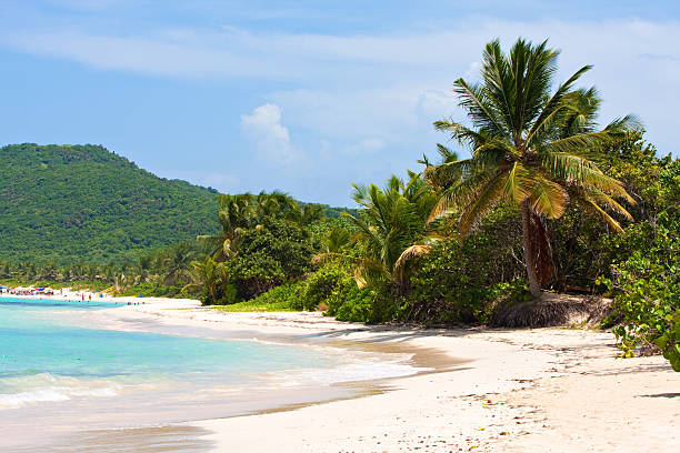 A view of the Culebra Island Flamenco Beach Gorgeous coconut palm trees overlooking Flamenco beach on the Puerto Rican island of Culebra. culebra island photos stock pictures, royalty-free photos & images