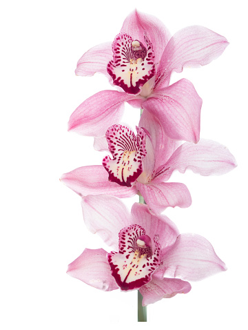 Pink cultivated orchid flowers closeup isolated on white.