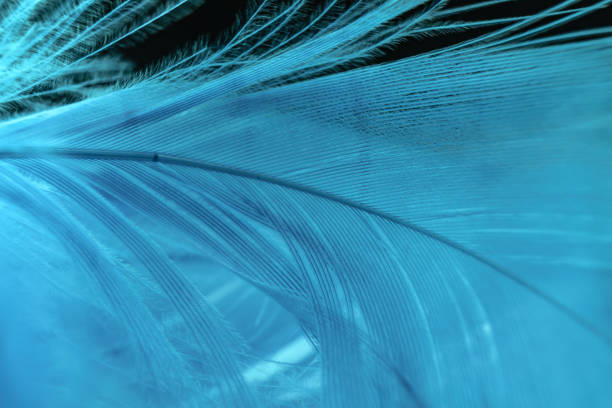 istock Close up Beautiful Blue trends  feather pattern texture background. Macro photography view. 1196009779
