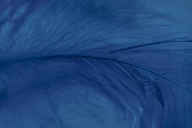 istock Close up Beautiful Blue trends  feather pattern texture background. Macro photography view. 1196009828