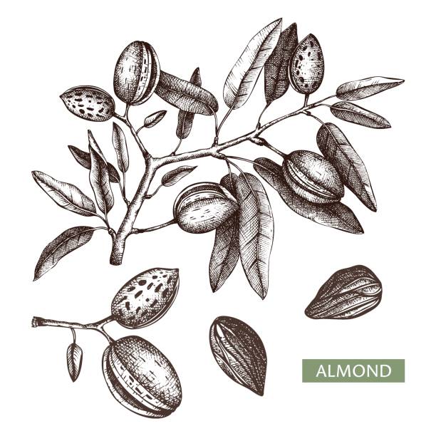 Almond vector illustrations. Almond vector illustrations. Hand drawn food drawing. Nut trees sketches collection. Organic vegetarian product. Perfect for recipe, menu, label, packaging, Vintage set with nuts, leaves, branches. almond tree stock illustrations