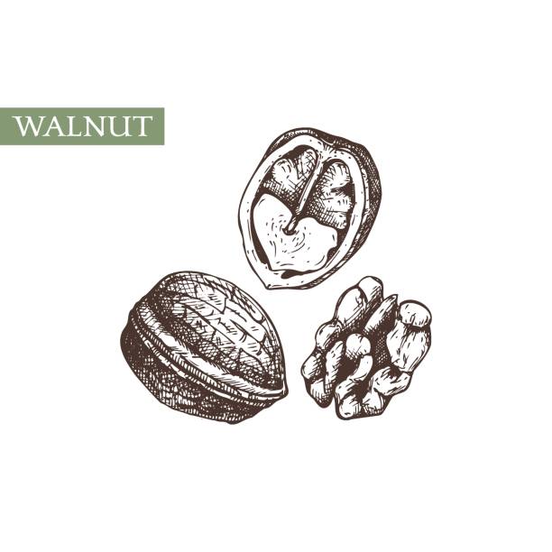 ilustraciones, imágenes clip art, dibujos animados e iconos de stock de ilustración botánica de nuez dibujada a mano.. - walnut tree walnut nut branch