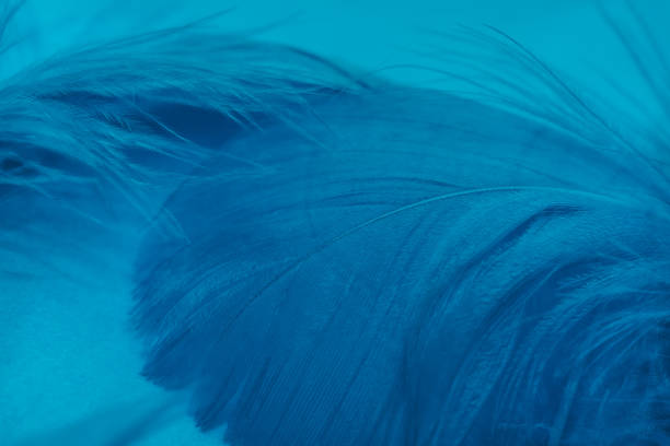 istock Beautiful Phantom Blue trends  feather pattern texture background. Macro photography view. 1196010633