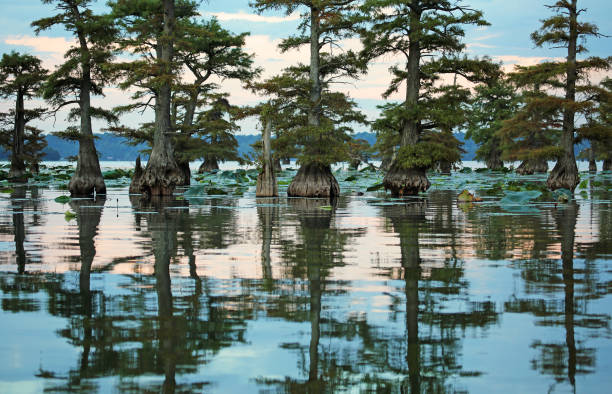 Cypress Trees Reelfoot Lake State Park, Tennessee reelfoot lake stock pictures, royalty-free photos & images