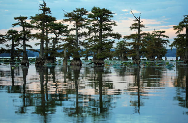 Landscape with Cypress Trees Reelfoot Lake State Park, Tennessee reelfoot lake stock pictures, royalty-free photos & images