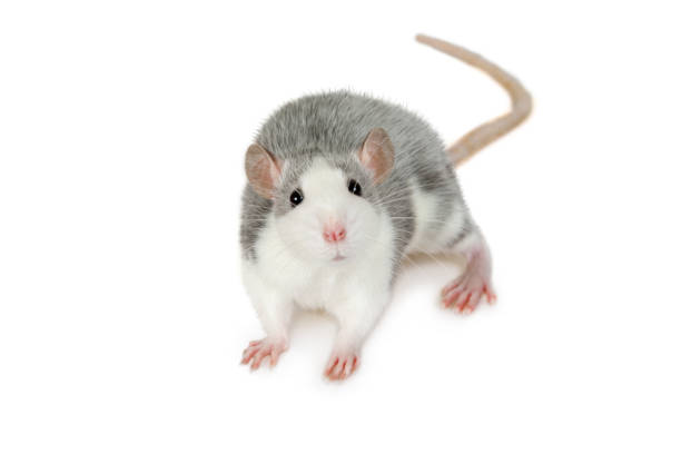 istock A small gray rat looks at the camera 1196012037