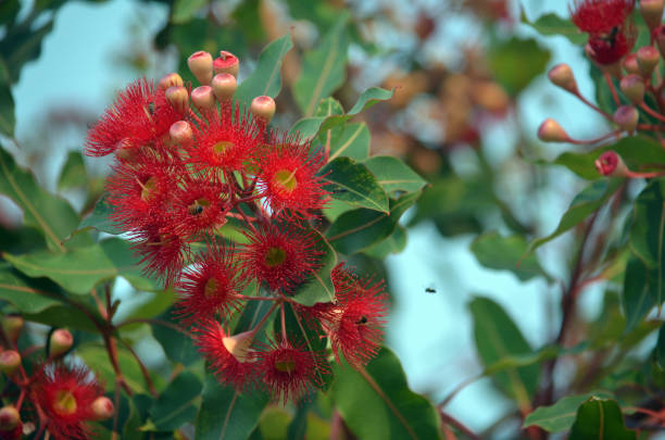 Red flowering gum tree blossoms and buds, Corymbia ficifolia Wildfire variety, Family Myrtaceae. Endemic to Stirling Ranges near Albany in on south west coast of Western Australia. Also known as the Albany Redgum or Albany red flowering gum. Flowers mainly in summer