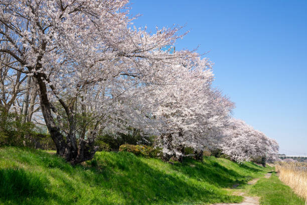 istock Spring Pink Cherry Blossoms with Blue Sky Background 1196013109