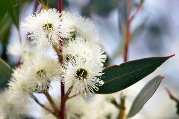 istock Australian white Corymbia gummifera gum tree flowers 1196013140