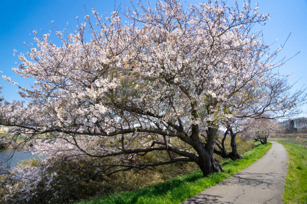istock Spring Pink Cherry Blossoms with Blue Sky Background 1196013198