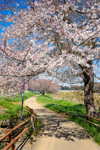 istock Spring Pink Cherry Blossoms with Blue Sky Background 1196013216