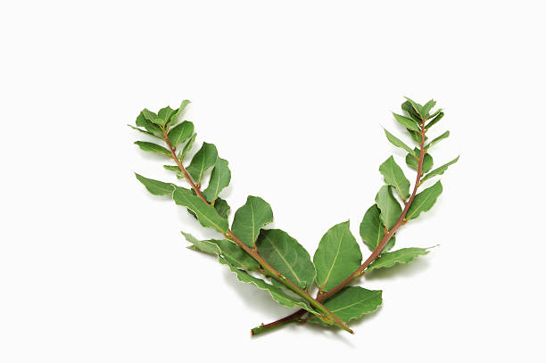 laurel branches stock photo