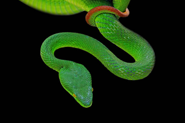 istock green viper snake on black background 1196014261