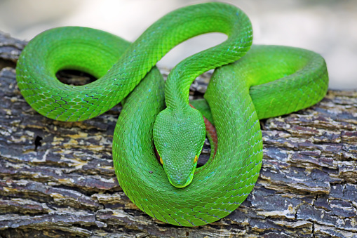 venomous and poisonous snake, trimeresurus albolabris