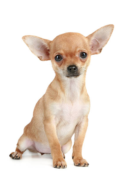 istock Funny puppy chihuahua 119601544