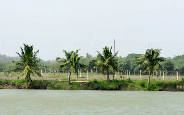 The view on the Lush coconut palm trees near to a backwater lake on a background of a blue clear sky in public park. Beautiful tropical place natural landscape background. Kerala India South Asia Pac