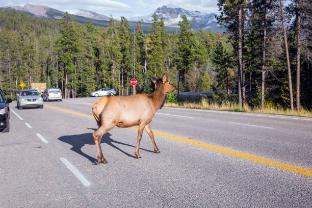 istock Young hornless deer crosses a highway 1196017127