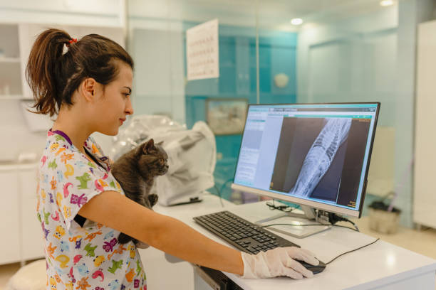 veterinarios examinando rayos x - anatomia veterinaria fotografías e imágenes de stock