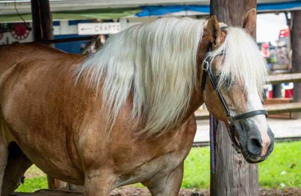 istock Horse tied to a Post on a Farm 1196018291