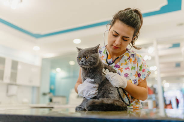 veterinario examinando gato - vet domestic cat veterinary medicine stethoscope fotografías e imágenes de stock