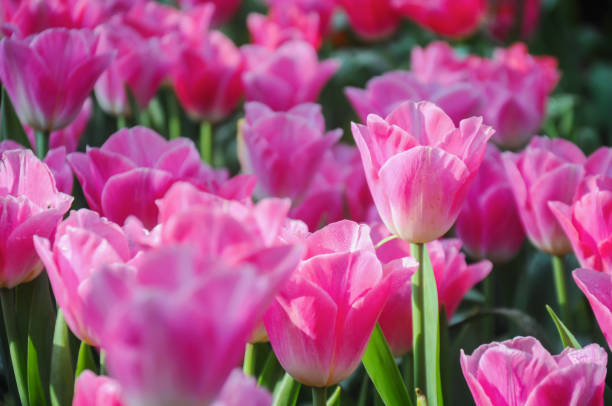 istock Pink tulips in the garden 1196018966
