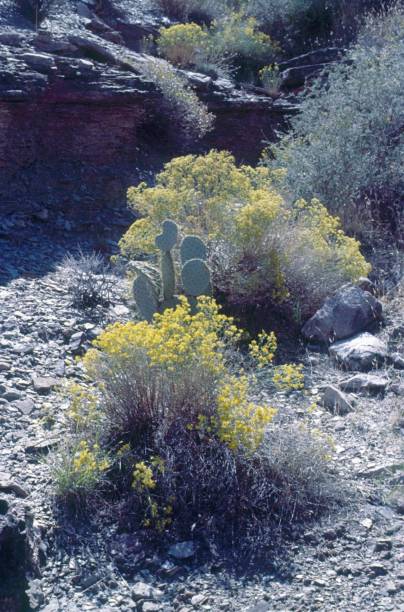 istock Spring in the Grand Canyon, Arizona 1196019204