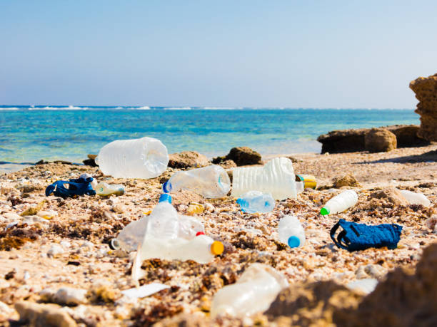 istock Garbage and rubbish at red sea beach of egypt 1196019889