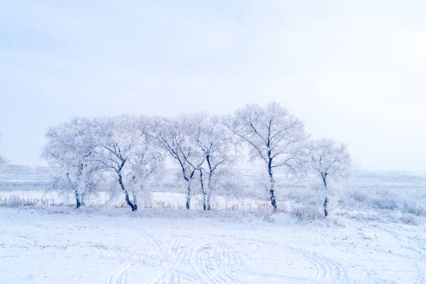istock Winter trees in mountains covered with fresh snow 1196021882