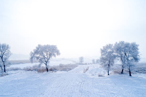 istock Winter trees in mountains covered with fresh snow 1196021932