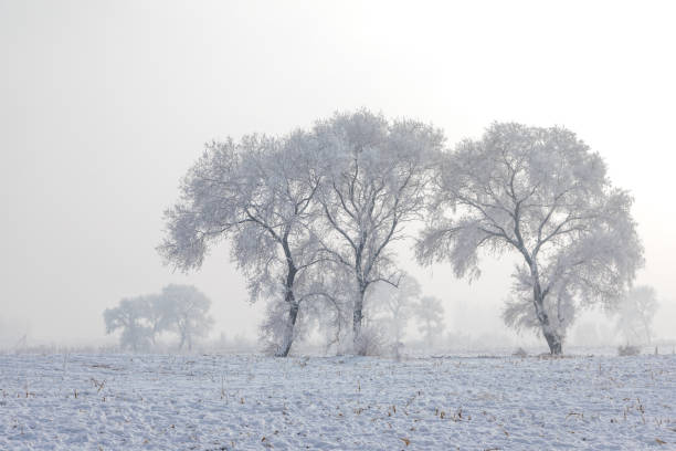 Snow landscape in Dardhe village, Korça