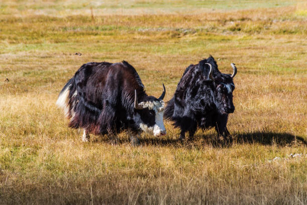 istock Two sarlyks (domesticated yaks) graze in the autumn steppe 1196023255